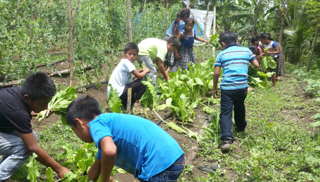 528619966517233133-guatemala-huertos.jpg