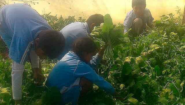 393313248153437834-bolivia-biohuertos-cosecha.jpg