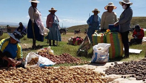 256361073646689708-peru-cosecha-papas-coata.jpg